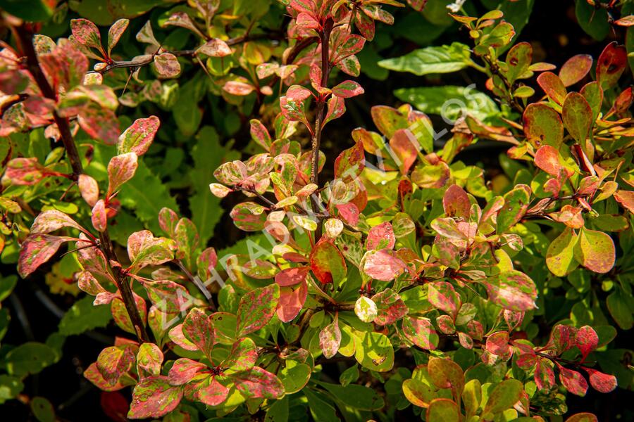 Dřišťál Thunbergův 'Silver Beauty' - Berberis thunbergii 'Silver Beauty'