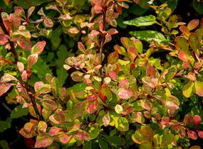 Dřišťál Thunbergův 'Silver Beauty' - Berberis thunbergii 'Silver Beauty'