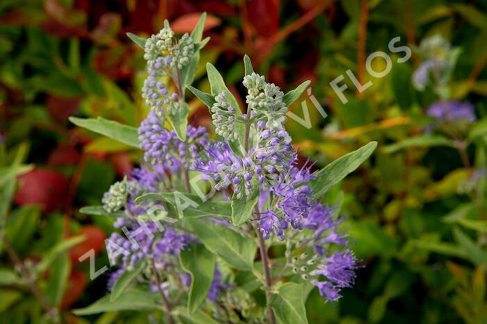 Ořechokřídlec clandonský 'Heavenly Blue' - Caryopteris clandonensis 'Heavenly Blue'