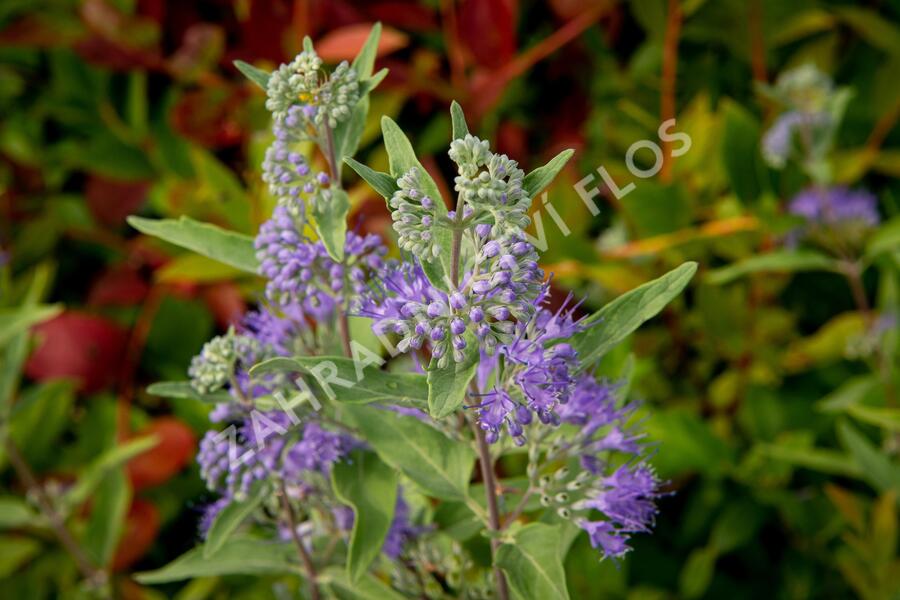 Ořechokřídlec clandonský 'Heavenly Blue' - Caryopteris clandonensis 'Heavenly Blue'