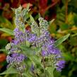 Ořechokřídlec clandonský 'Heavenly Blue' - Caryopteris clandonensis 'Heavenly Blue'