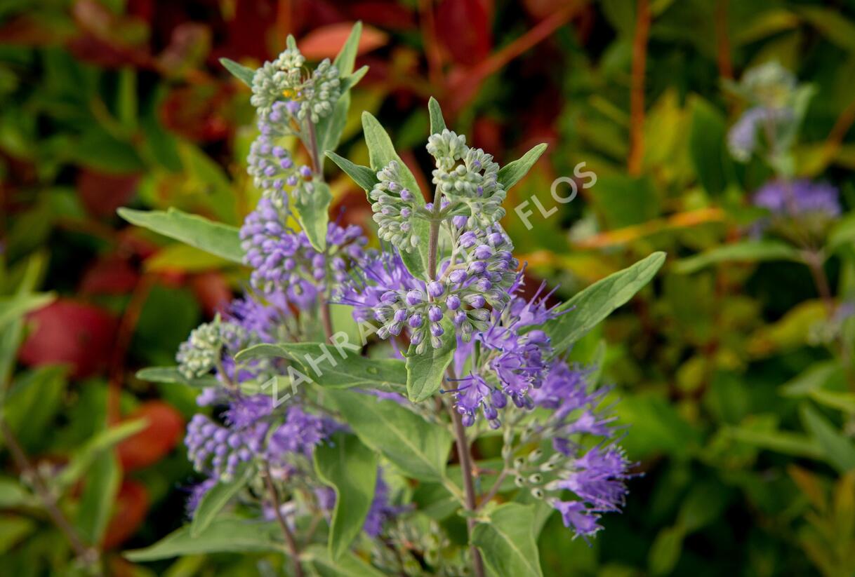 Ořechokřídlec clandonský 'Heavenly Blue' - Caryopteris clandonensis 'Heavenly Blue'