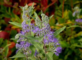 Ořechokřídlec clandonský 'Heavenly Blue' - Caryopteris clandonensis 'Heavenly Blue'