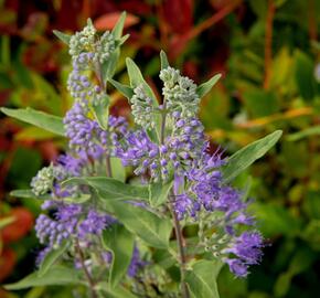 Ořechokřídlec clandonský 'Heavenly Blue' - Caryopteris clandonensis 'Heavenly Blue'