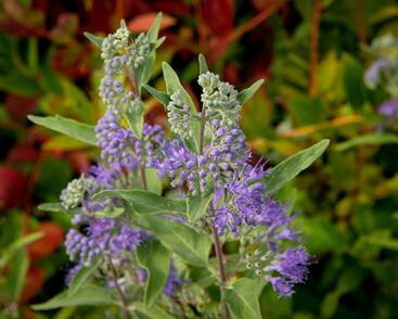Ořechokřídlec clandonský 'Heavenly Blue'