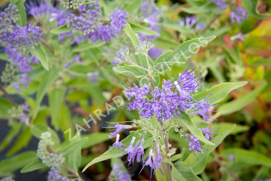 Ořechokřídlec clandonský 'Heavenly Blue' - Caryopteris clandonensis 'Heavenly Blue'