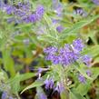Ořechokřídlec clandonský 'Heavenly Blue' - Caryopteris clandonensis 'Heavenly Blue'