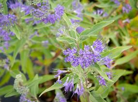 Ořechokřídlec clandonský 'Heavenly Blue' - Caryopteris clandonensis 'Heavenly Blue'