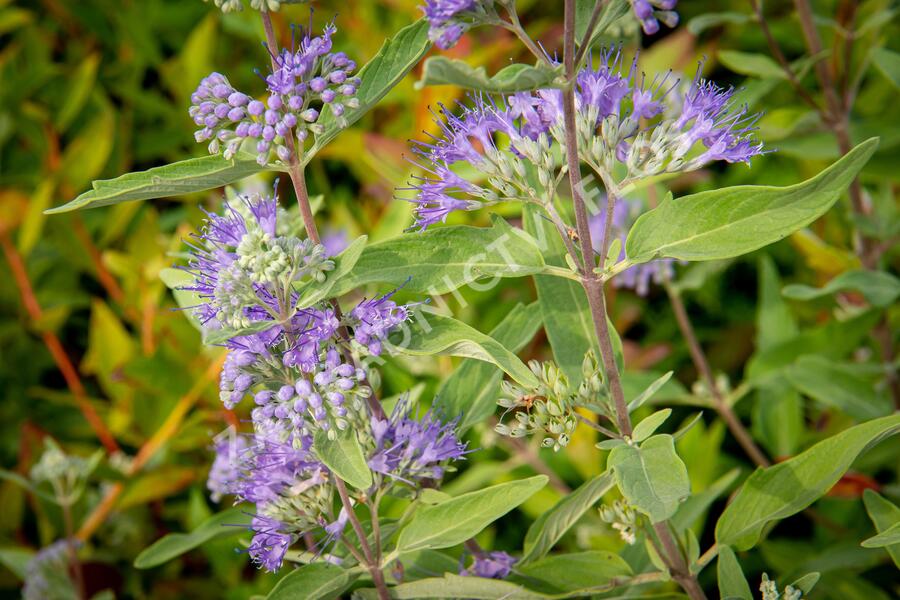 Ořechokřídlec clandonský 'Heavenly Blue' - Caryopteris clandonensis 'Heavenly Blue'