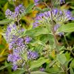 Ořechokřídlec clandonský 'Heavenly Blue' - Caryopteris clandonensis 'Heavenly Blue'