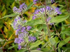 Ořechokřídlec clandonský 'Heavenly Blue' - Caryopteris clandonensis 'Heavenly Blue'