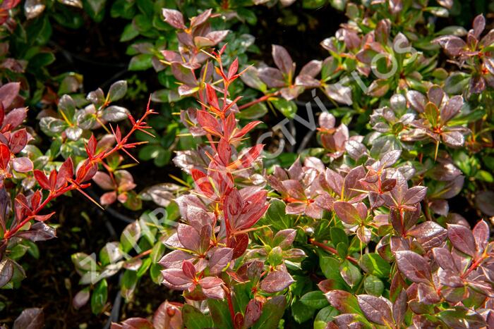 Dřišťál zimostrázový 'Red Jewel' - Berberis media 'Red Jewel'