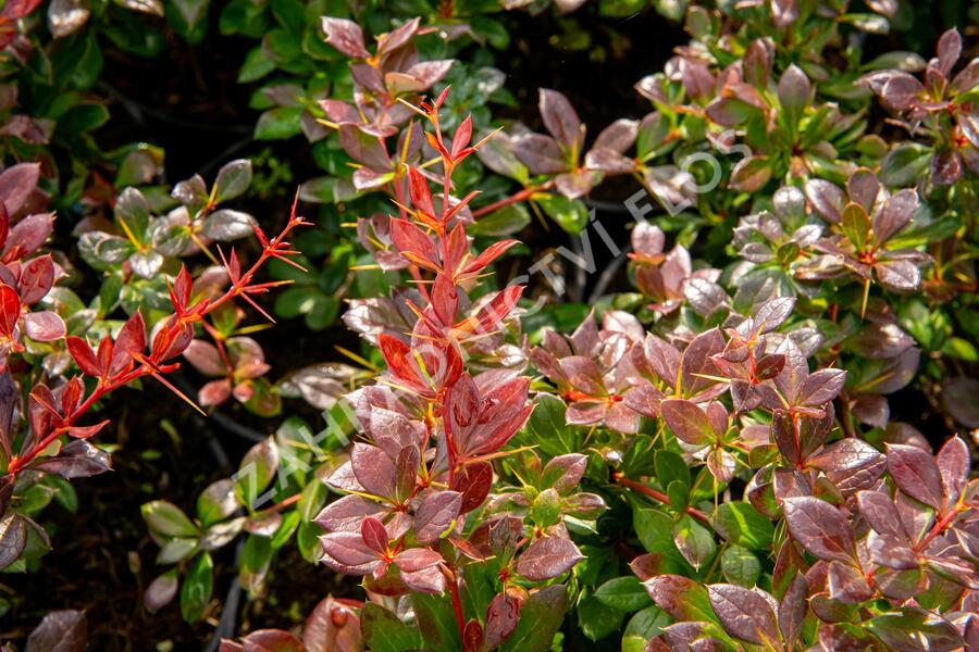 Dřišťál zimostrázový 'Red Jewel' - Berberis media 'Red Jewel'