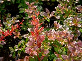 Dřišťál zimostrázový 'Red Jewel' - Berberis media 'Red Jewel'