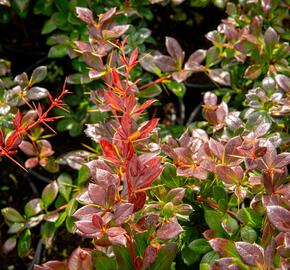 Dřišťál zimostrázový 'Red Jewel' - Berberis media 'Red Jewel'