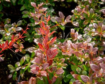 Dřišťál zimostrázový 'Red Jewel'