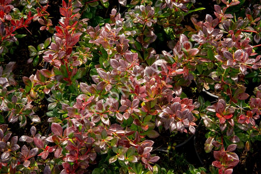 Dřišťál zimostrázový 'Red Jewel' - Berberis media 'Red Jewel'