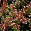 Dřišťál zimostrázový 'Red Jewel' - Berberis media 'Red Jewel'