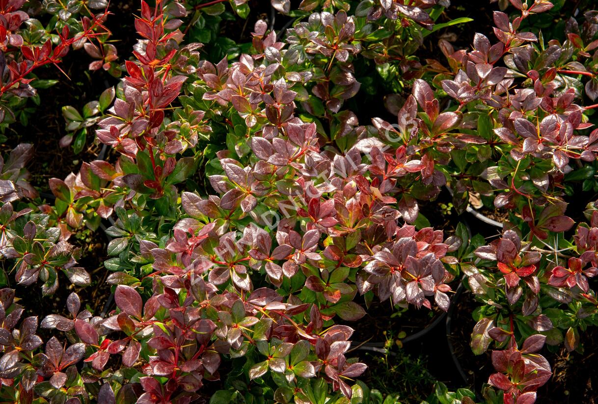 Dřišťál zimostrázový 'Red Jewel' - Berberis media 'Red Jewel'