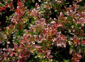 Dřišťál zimostrázový 'Red Jewel' - Berberis media 'Red Jewel'