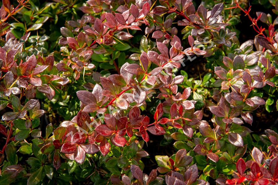 Dřišťál zimostrázový 'Red Jewel' - Berberis media 'Red Jewel'