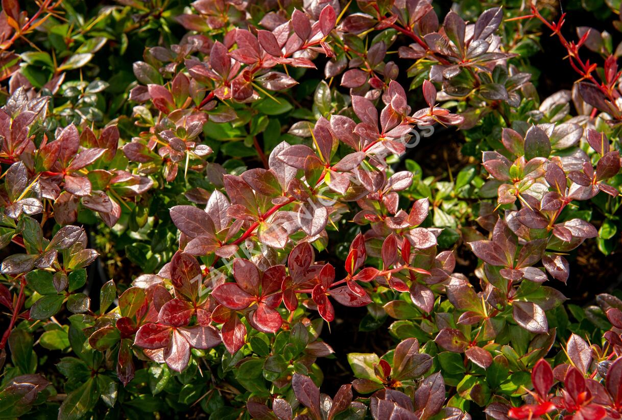 Dřišťál zimostrázový 'Red Jewel' - Berberis media 'Red Jewel'