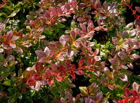 Dřišťál zimostrázový 'Red Jewel' - Berberis media 'Red Jewel'