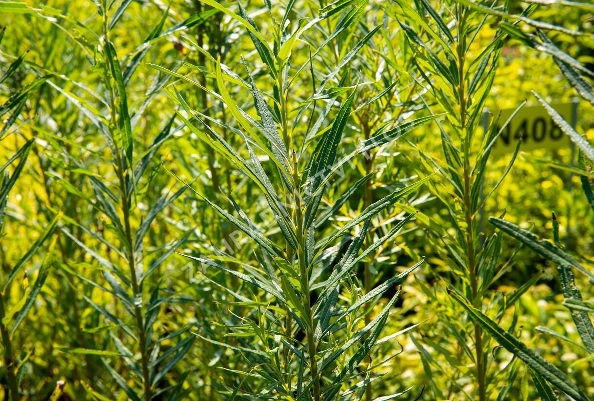 Vrba trojmužná - Salix triandra