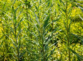Vrba trojmužná - Salix triandra