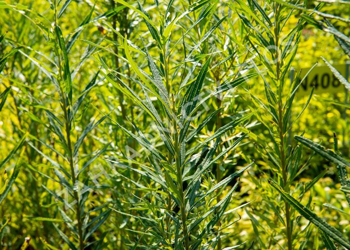 Vrba trojmužná - Salix triandra