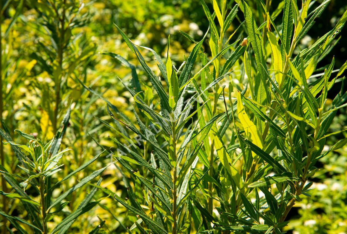 Vrba trojmužná - Salix triandra