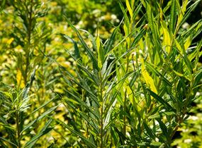 Vrba trojmužná - Salix triandra