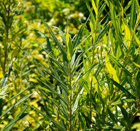 Vrba trojmužná - Salix triandra