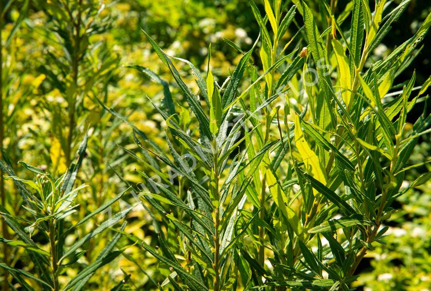 Vrba trojmužná - Salix triandra