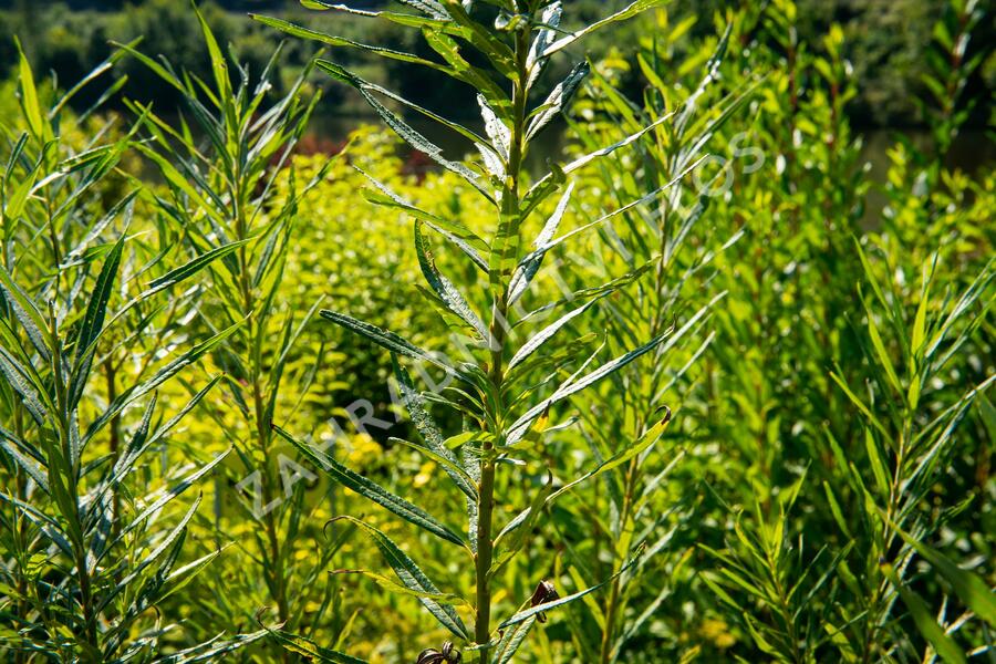 Vrba trojmužná - Salix triandra