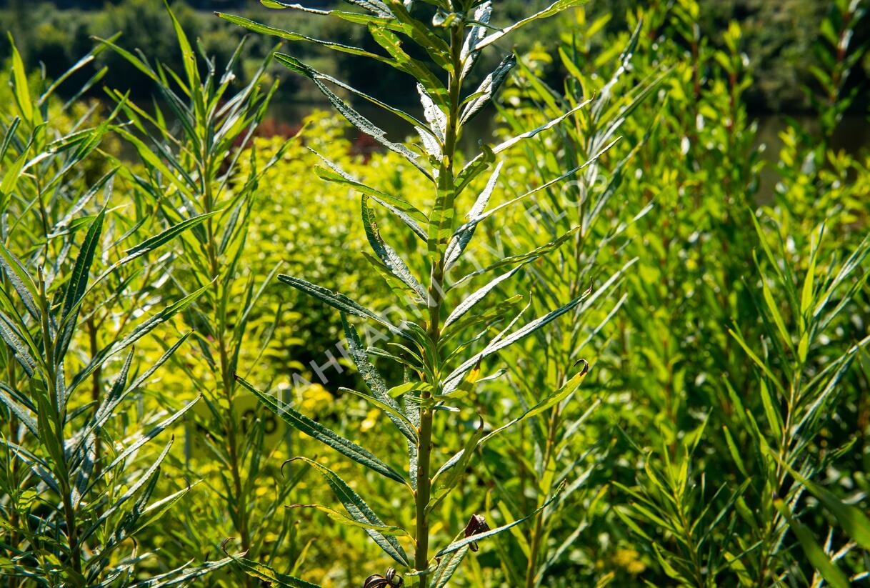 Vrba trojmužná - Salix triandra