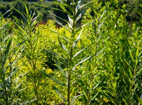Vrba trojmužná - Salix triandra