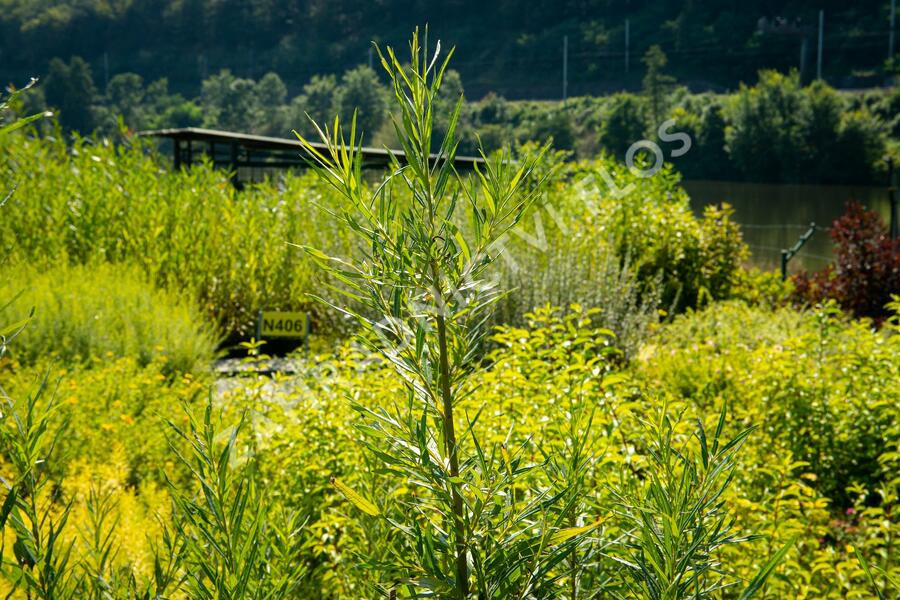 Vrba trojmužná - Salix triandra
