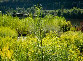 Vrba trojmužná - Salix triandra