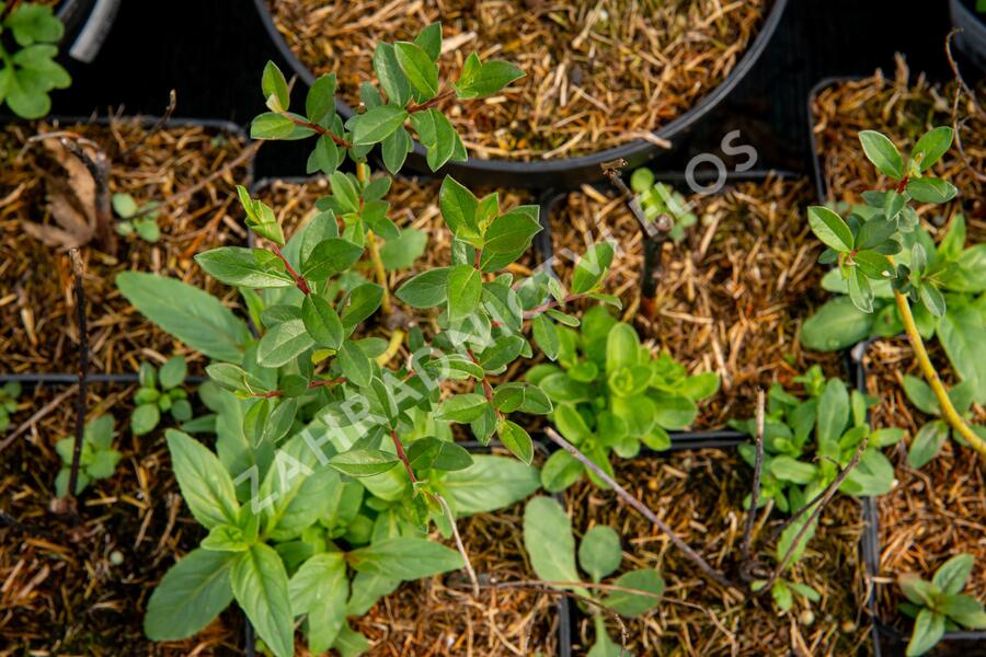 Vrba plazivá - Salix repens