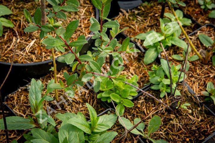 Vrba plazivá - Salix repens