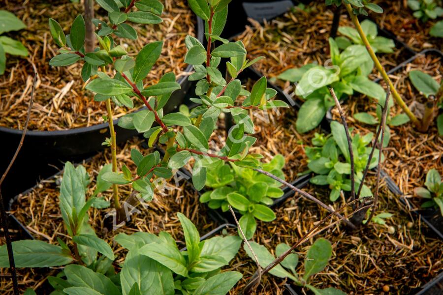 Vrba plazivá - Salix repens