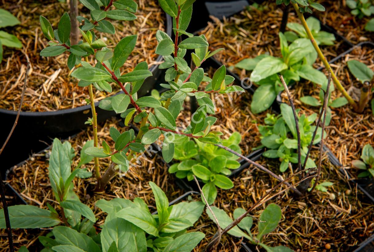 Vrba plazivá - Salix repens