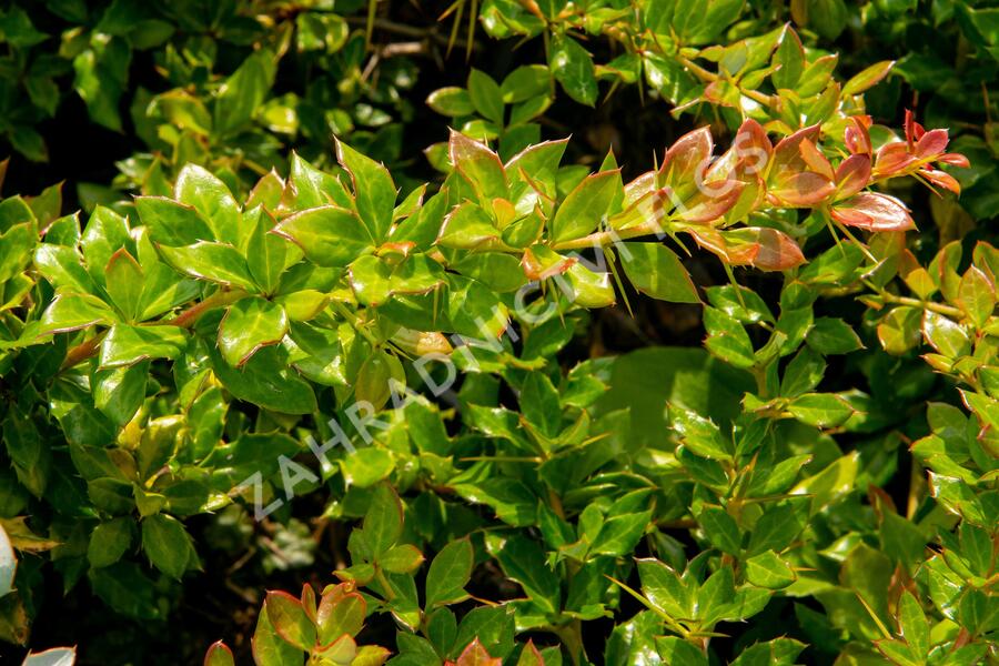 Dřišťál bradavičnatý - Berberis verruculosa