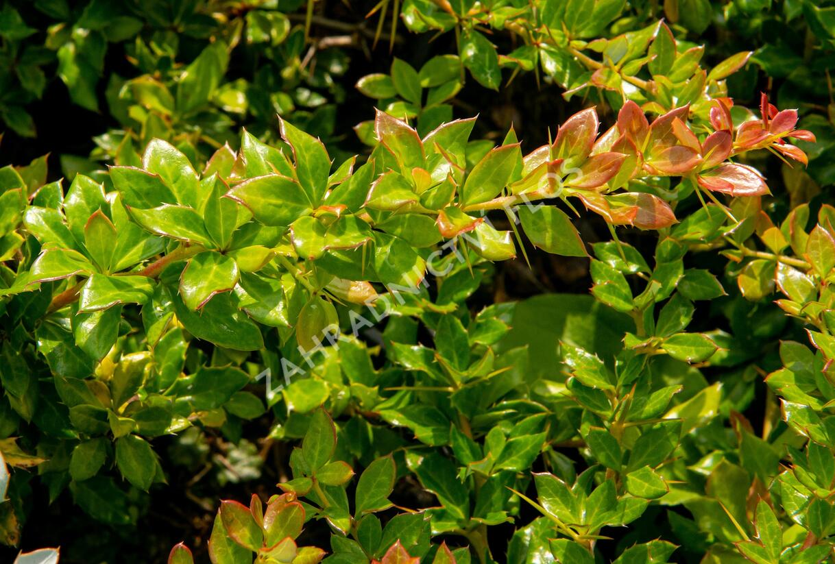 Dřišťál bradavičnatý - Berberis verruculosa