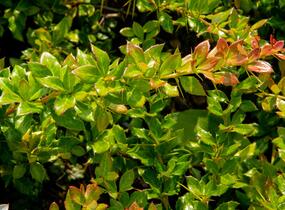 Dřišťál bradavičnatý - Berberis verruculosa