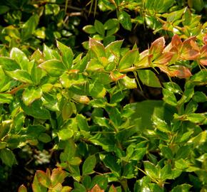 Dřišťál bradavičnatý - Berberis verruculosa