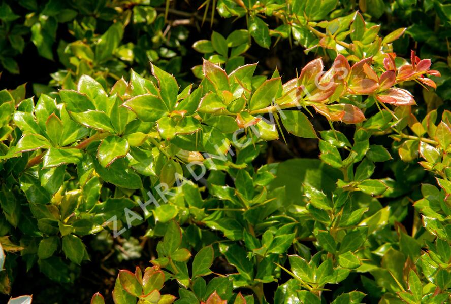 Dřišťál bradavičnatý - Berberis verruculosa