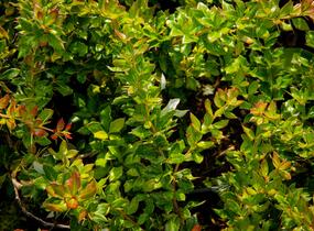 Dřišťál bradavičnatý - Berberis verruculosa