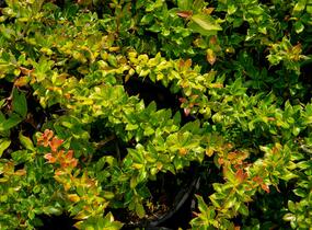 Dřišťál bradavičnatý - Berberis verruculosa